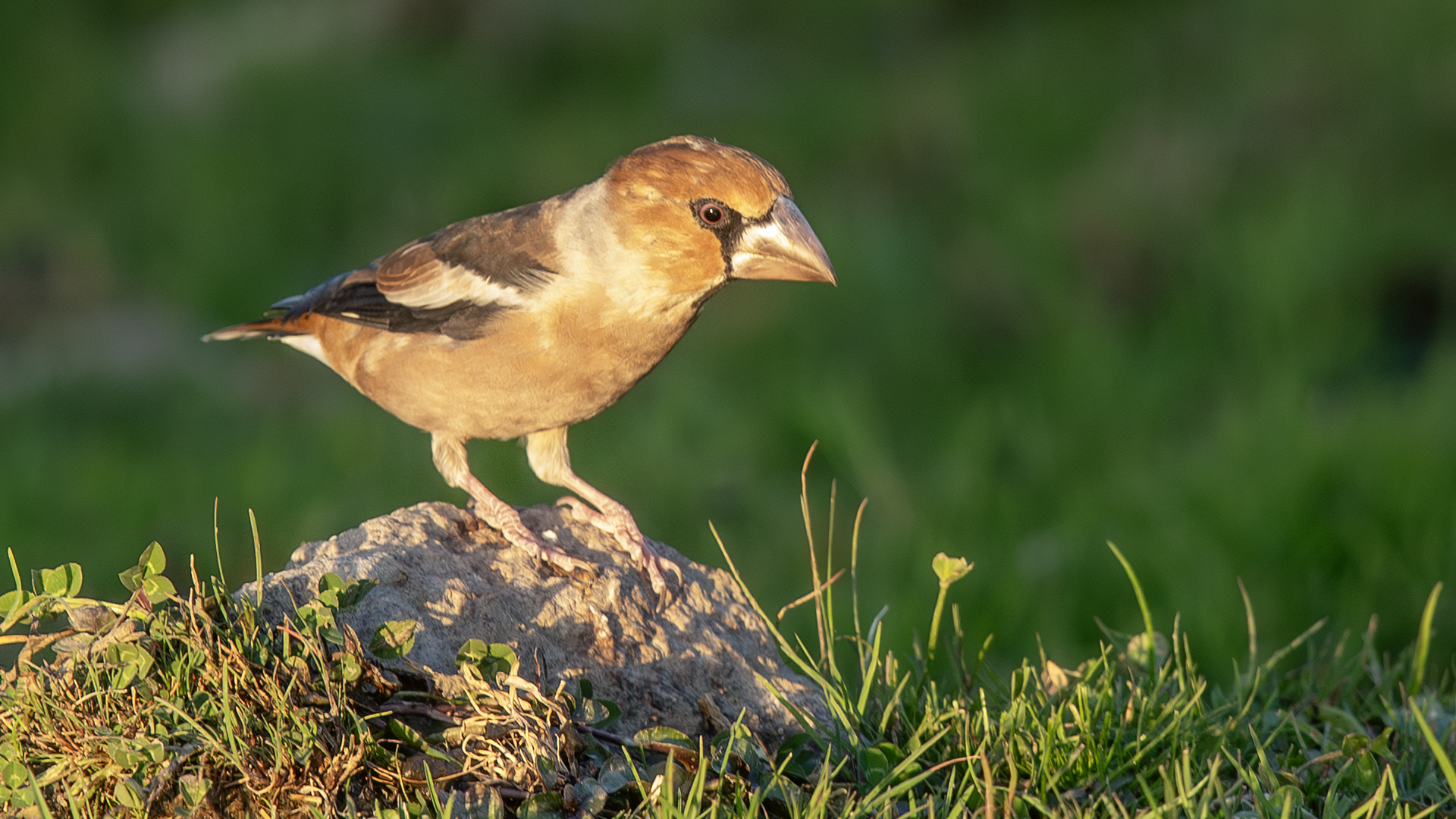 Hawfinch